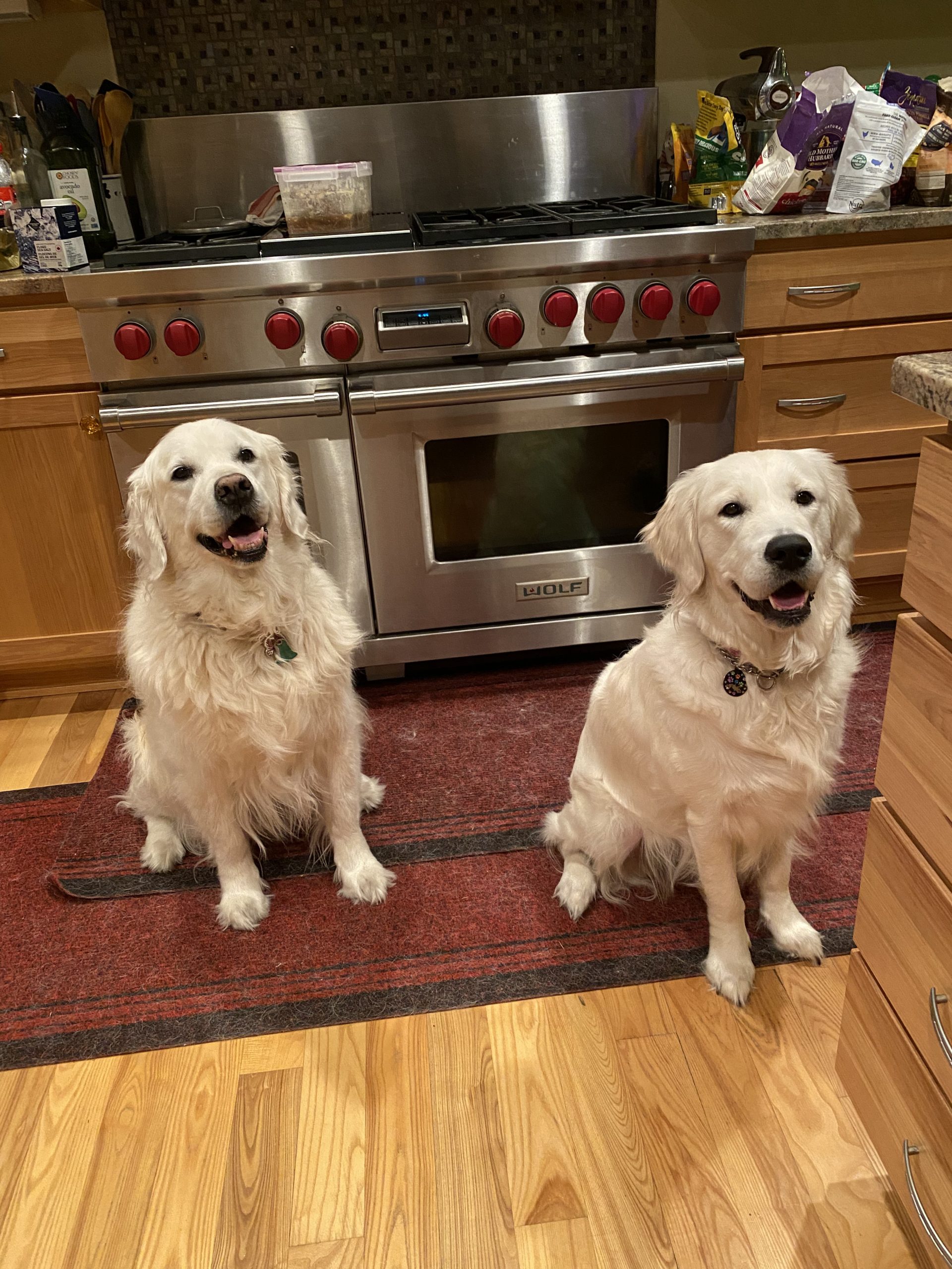 Abby and Penny, two golden retrievers, sitting side by side in front of the kitchen stove