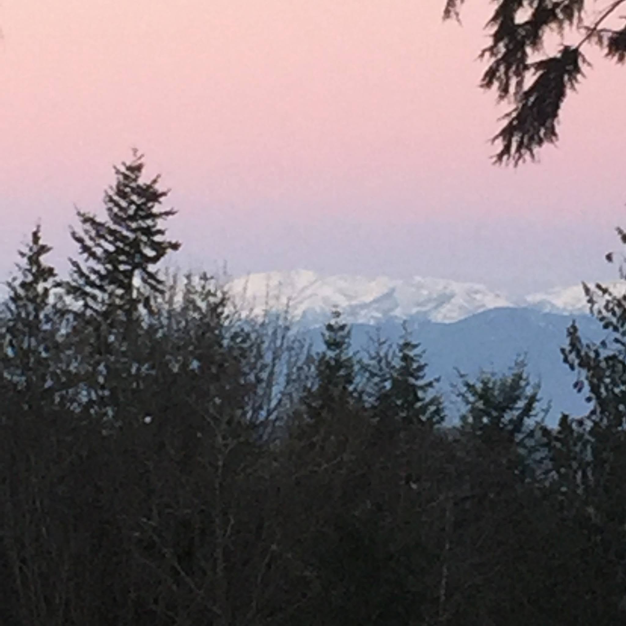 Pink dawn sky over the snow-capped Olympic Mountains seen through evergreens in Kingston